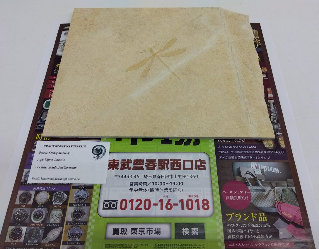 春日部市内！ 買取専門 東京市場 東武豊春駅西口店 ドイツ ゾルンホーフェン 後期ジュラ紀 ステノフレビア属 トンボ化石 買取しました。
